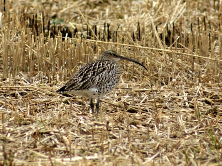 Curlew bird graphics