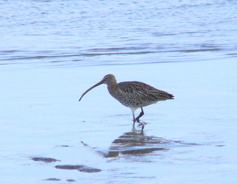 Curlew