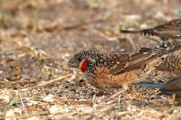 Cut throat finch