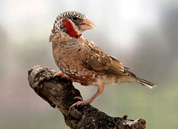 Cut throat finch