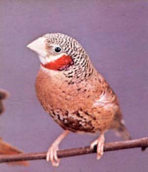 Cut throat finch bird graphics