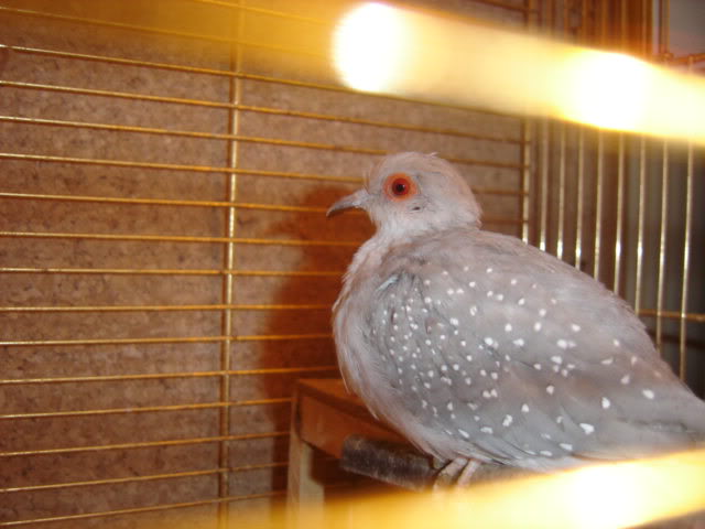 Diamond dove