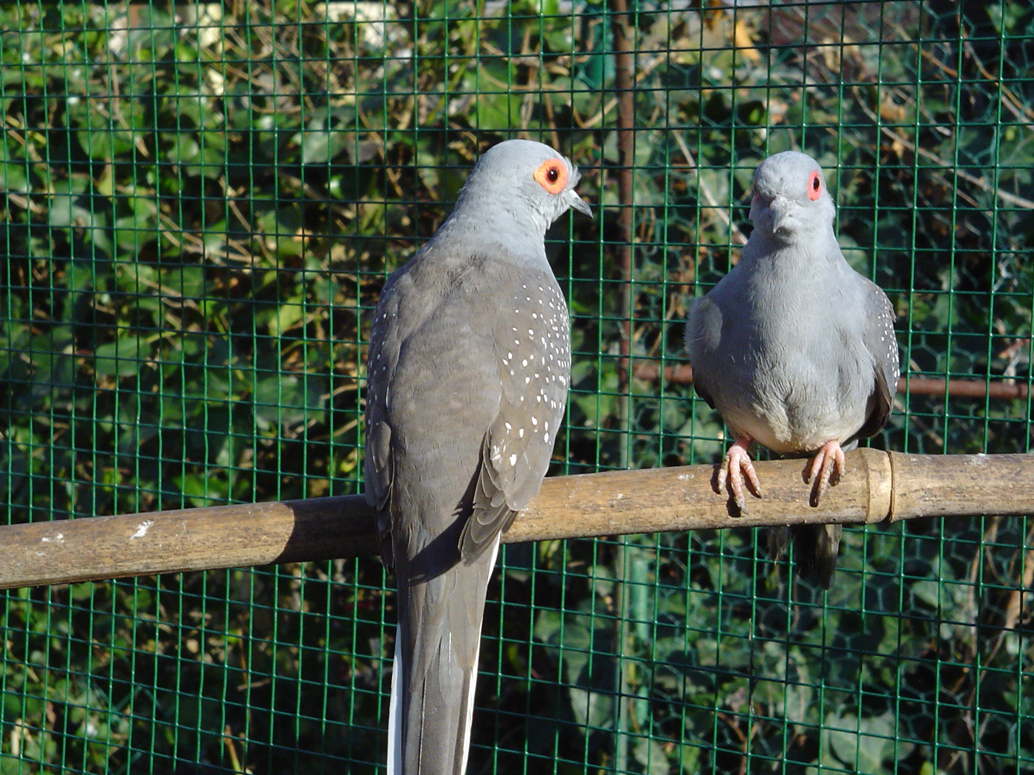 Diamond dove