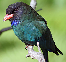 Dollarbird