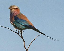 Dollarbird