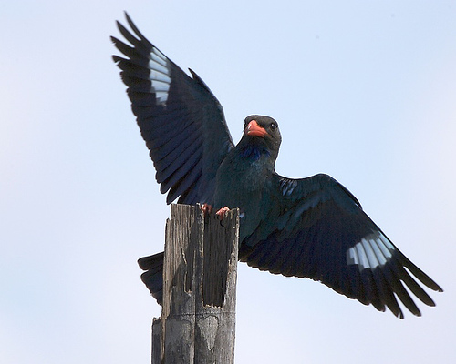 Dollarbird