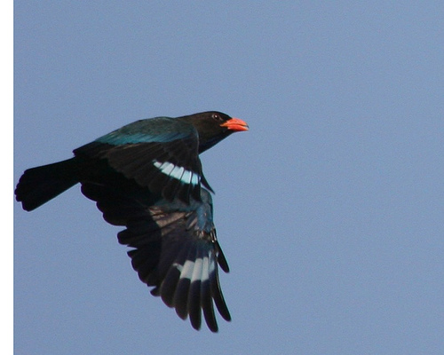 Dollarbird