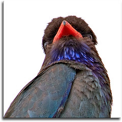 Dollarbird bird graphics