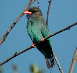 Dollarbird