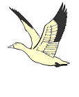 Ducks bird graphics