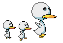 Ducks bird graphics