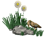 Ducks bird graphics