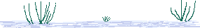 Ducks bird graphics