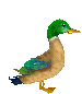Ducks bird graphics