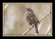 Dunnock bird graphics