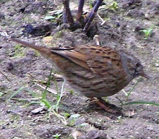 Dunnock bird graphics