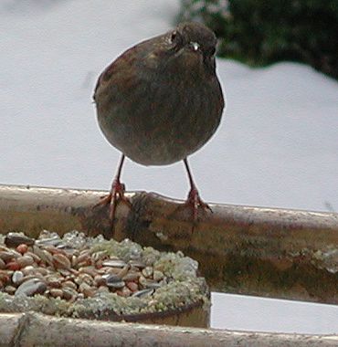 Dunnock bird graphics