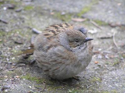 Dunnock bird graphics