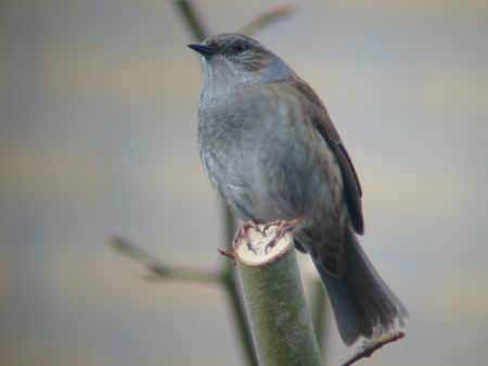 Dunnock bird graphics