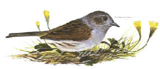 Dunnock bird graphics