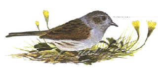 Dunnock