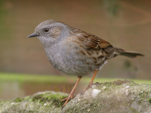 Dunnock bird graphics