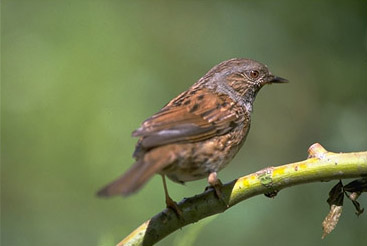 Dunnock bird graphics