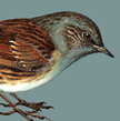 Dunnock bird graphics