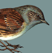 Dunnock