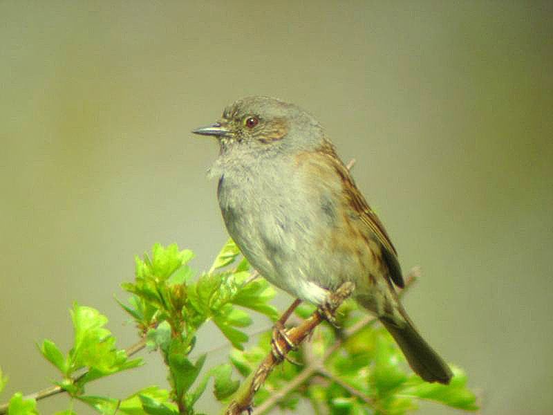 Dunnock bird graphics