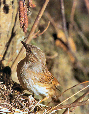 Dunnock bird graphics