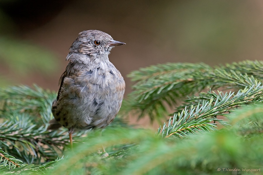 Dunnock bird graphics