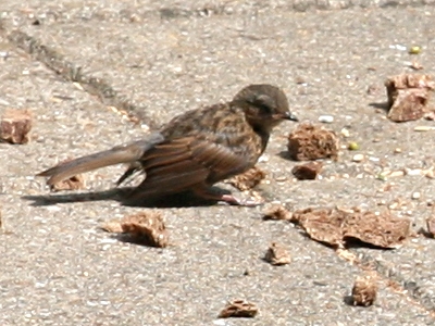 Dunnock bird graphics