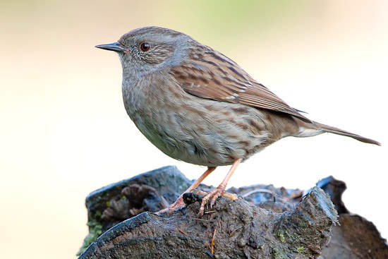 Dunnock bird graphics