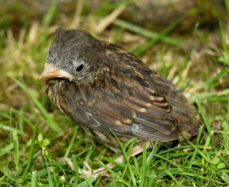 Dunnock bird graphics