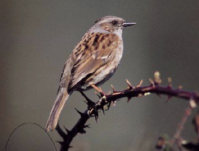 Dunnock bird graphics