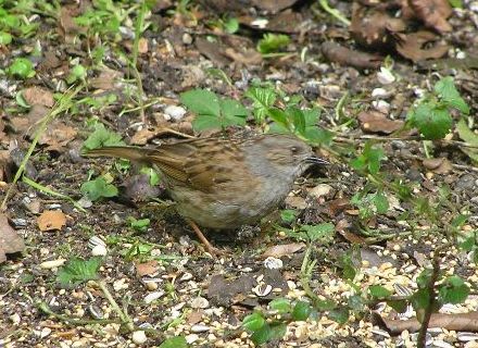 Dunnock bird graphics