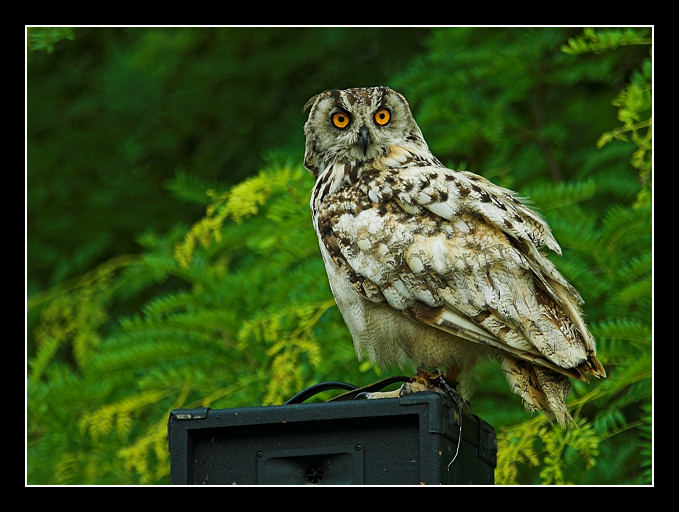 Elf owl