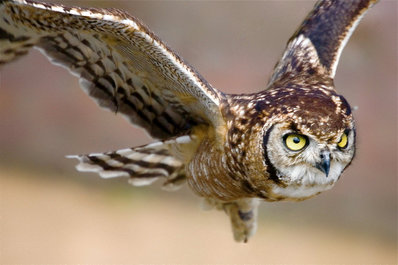 Elf owl