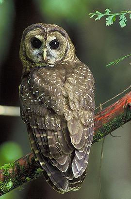 Elf owl bird graphics