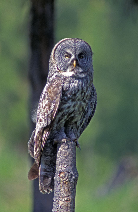 Elf owl