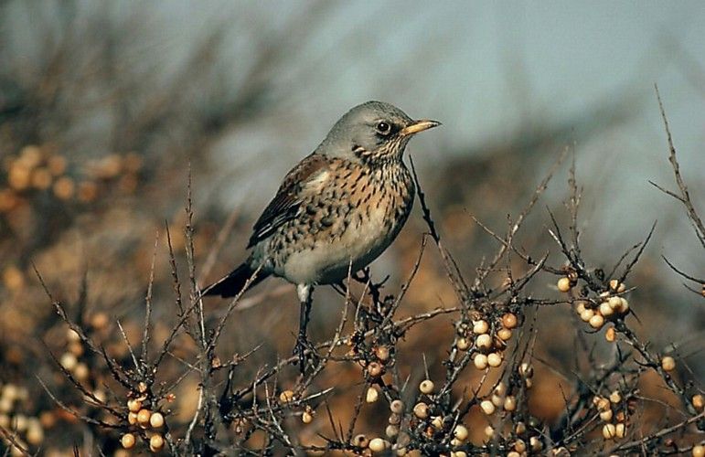 Fieldfare