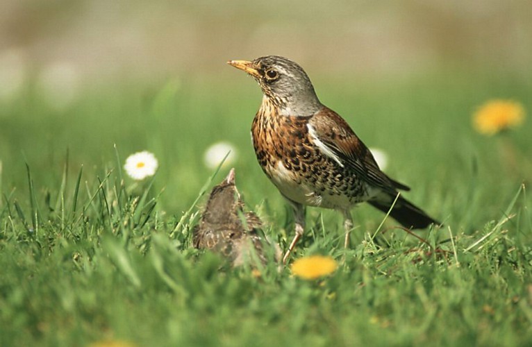 Fieldfare bird graphics