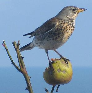 Fieldfare bird graphics