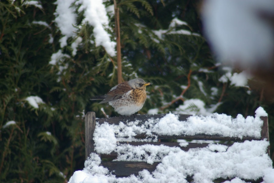 Fieldfare bird graphics