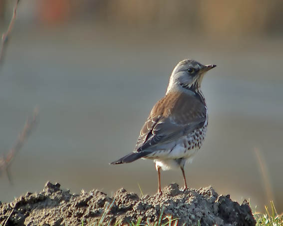 Fieldfare bird graphics