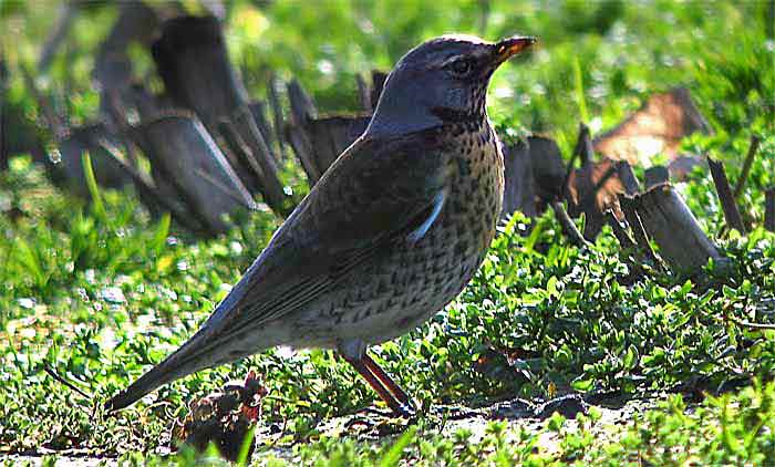 Fieldfare bird graphics