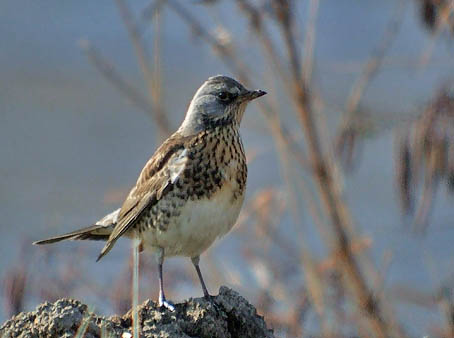 Fieldfare bird graphics