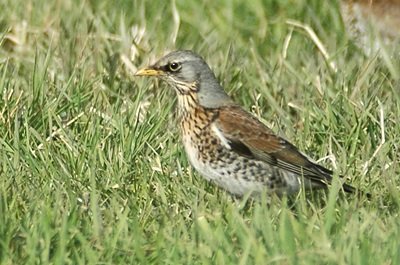 Fieldfare bird graphics