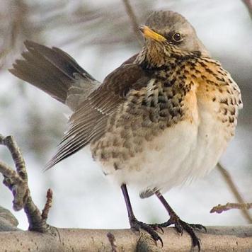 Fieldfare bird graphics